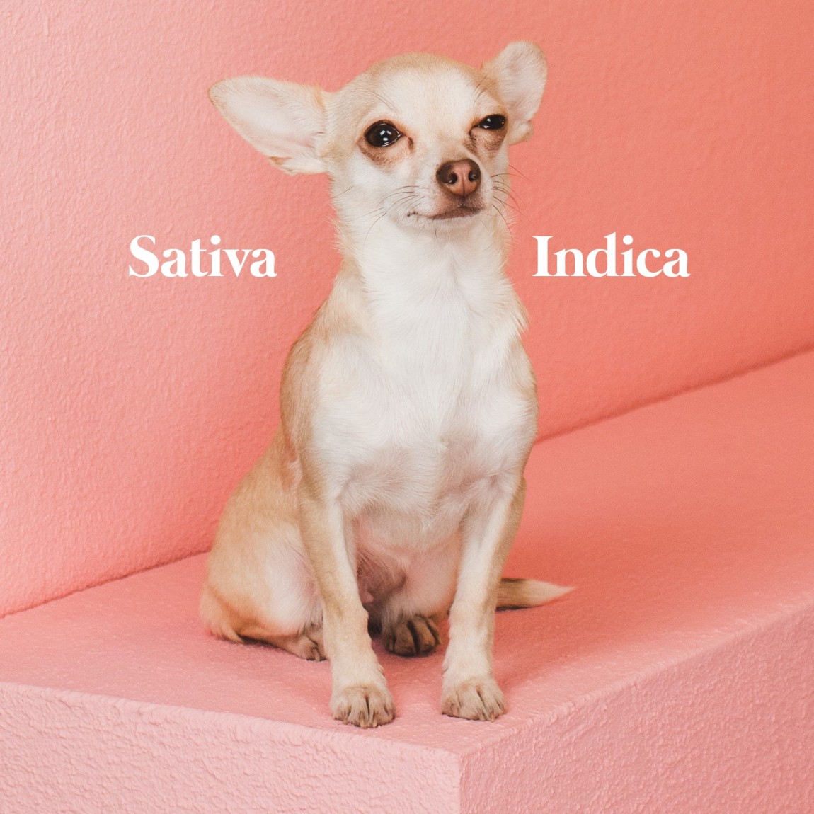 Sativa-Indica